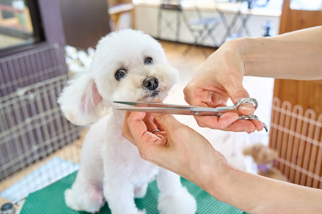 Dog Grooming in Noth sydney