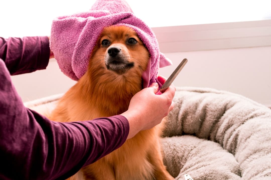 Dog Grooming in Robina