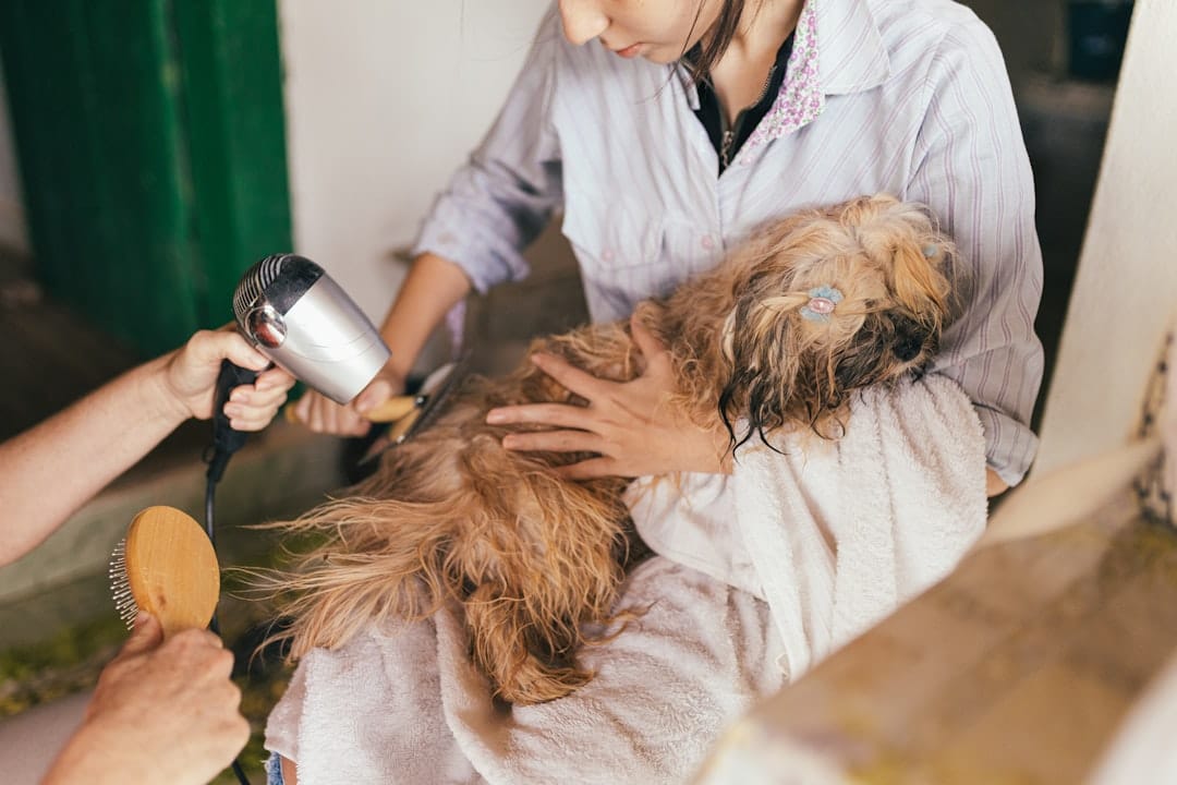 Perfection Pet Styling — Dog Grooming