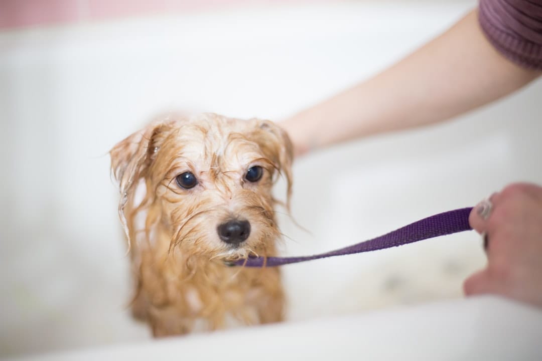 Sudzwoofer, Dog Grooming