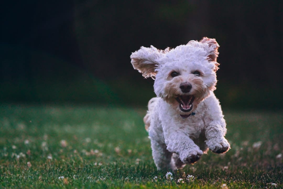 Happydog Walking, Dog Walking