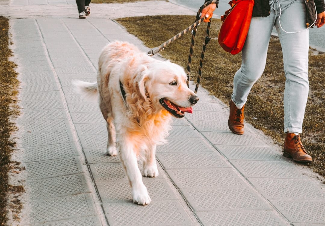 Pitter Patter Paws, Dog Walking