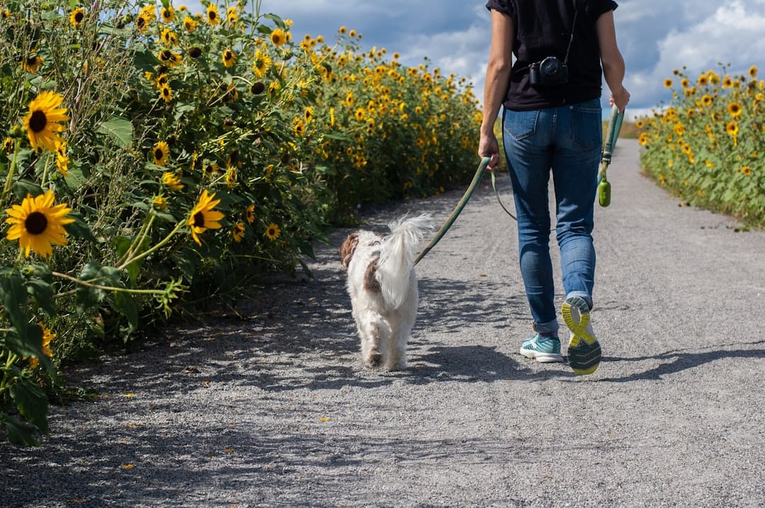 Beachy Paws Dog Walking, Dog Walking