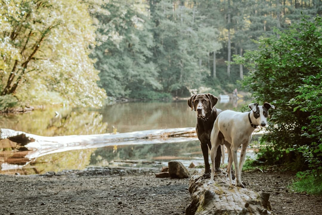 The Golden Leash, Dog Walking