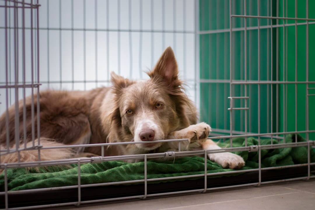 Wollongong K9 Academy, Pet Boarding
