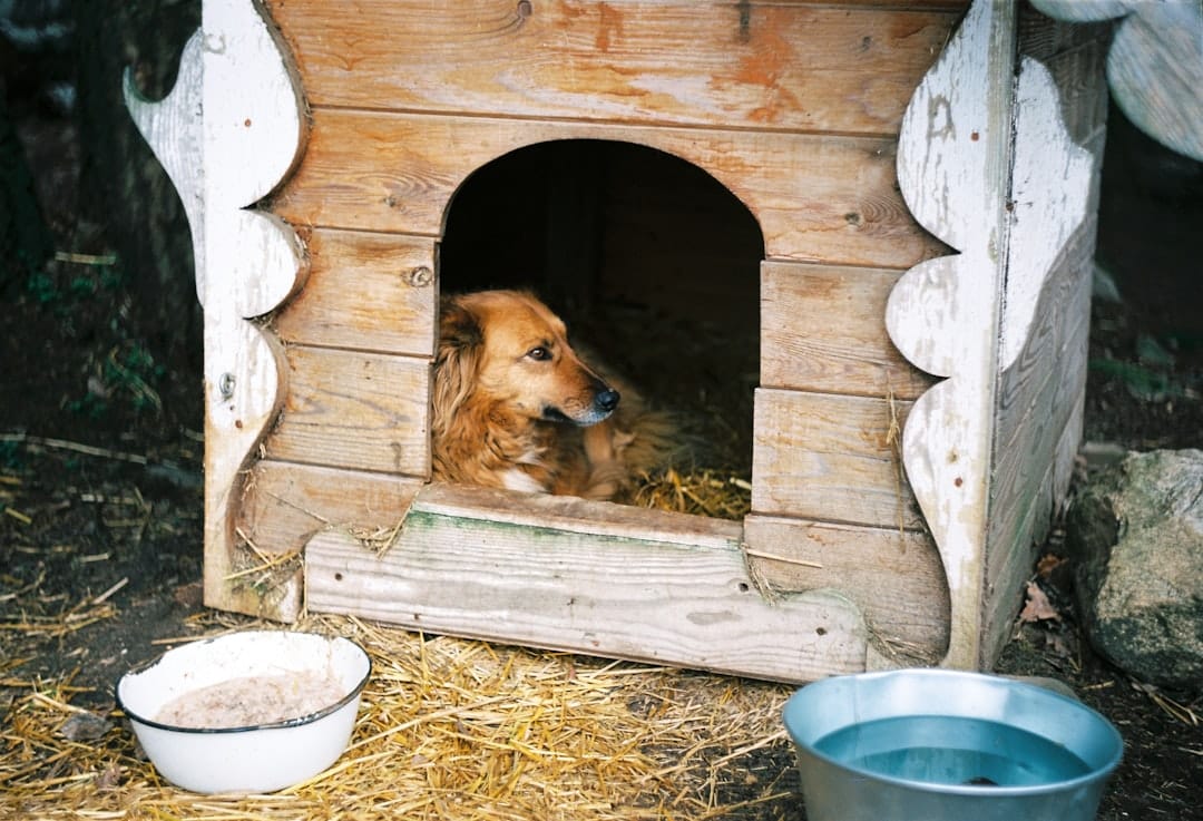 Bright Eyes and Bushy Tails, Pet Boarding