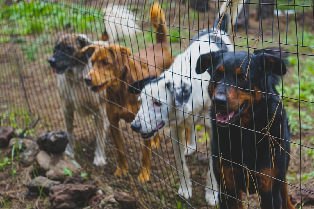 Only About Dogs, Pet Boarding
