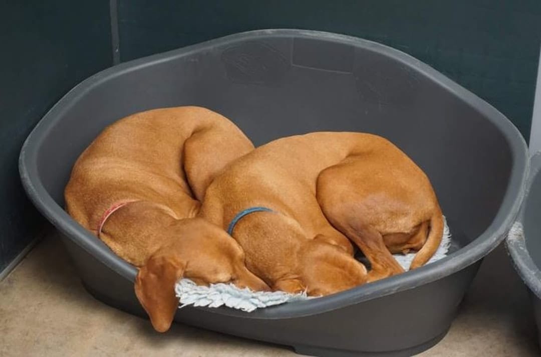 Dogs Love Walking, Pet Boarding