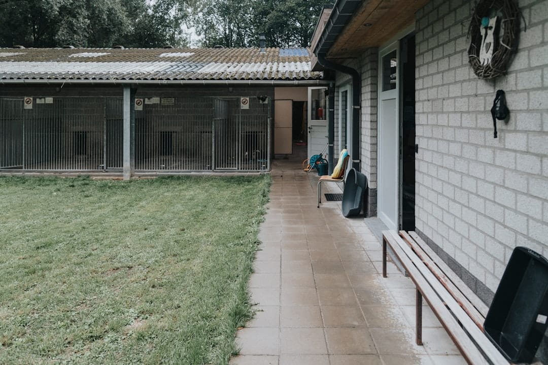 NBD - Northern Beaches Dogs Daycare, Overnight Stays And Washes, Pet Boarding