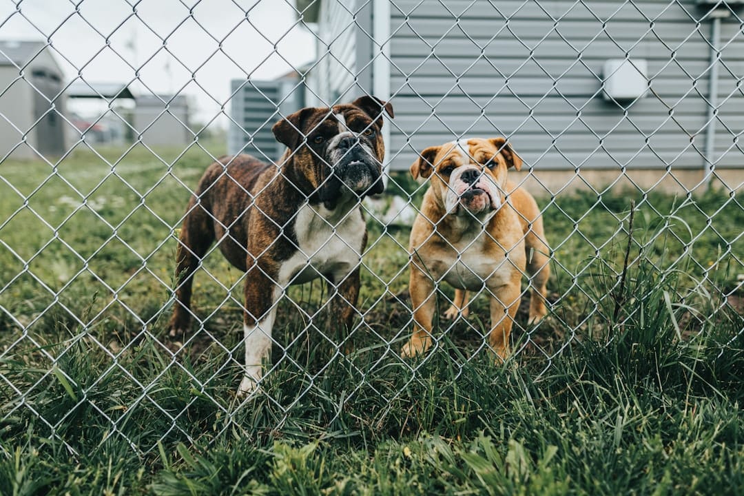 Woof Wonderland, Pet Boarding
