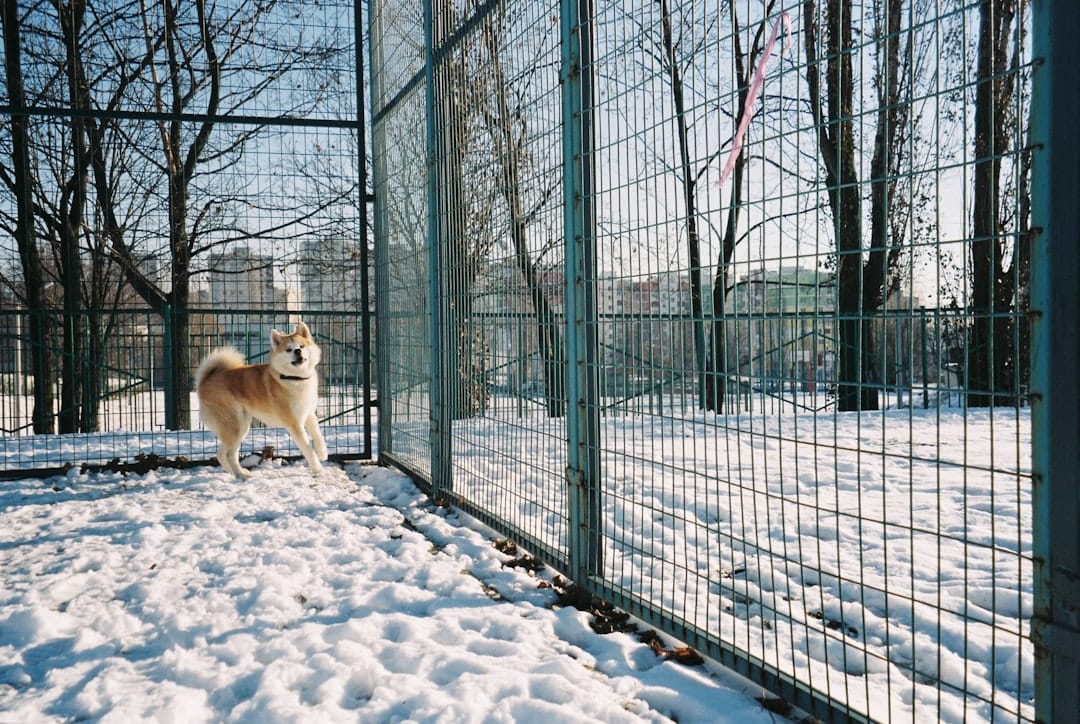 VIP Dog Club, Pet Boarding