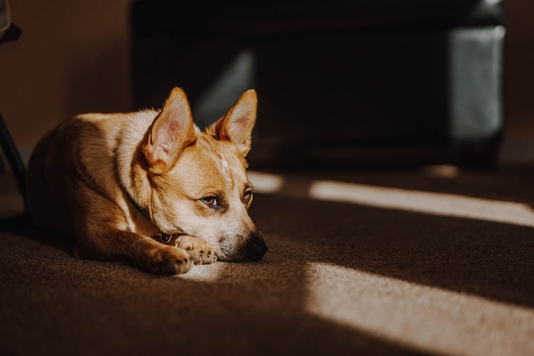 Palmdale Kennels, Pet Sitting