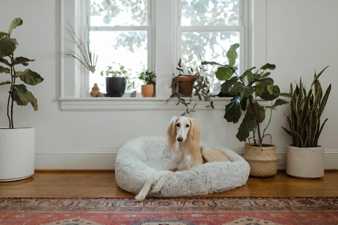 East Maitland Pet Sitter, Pet Sitting