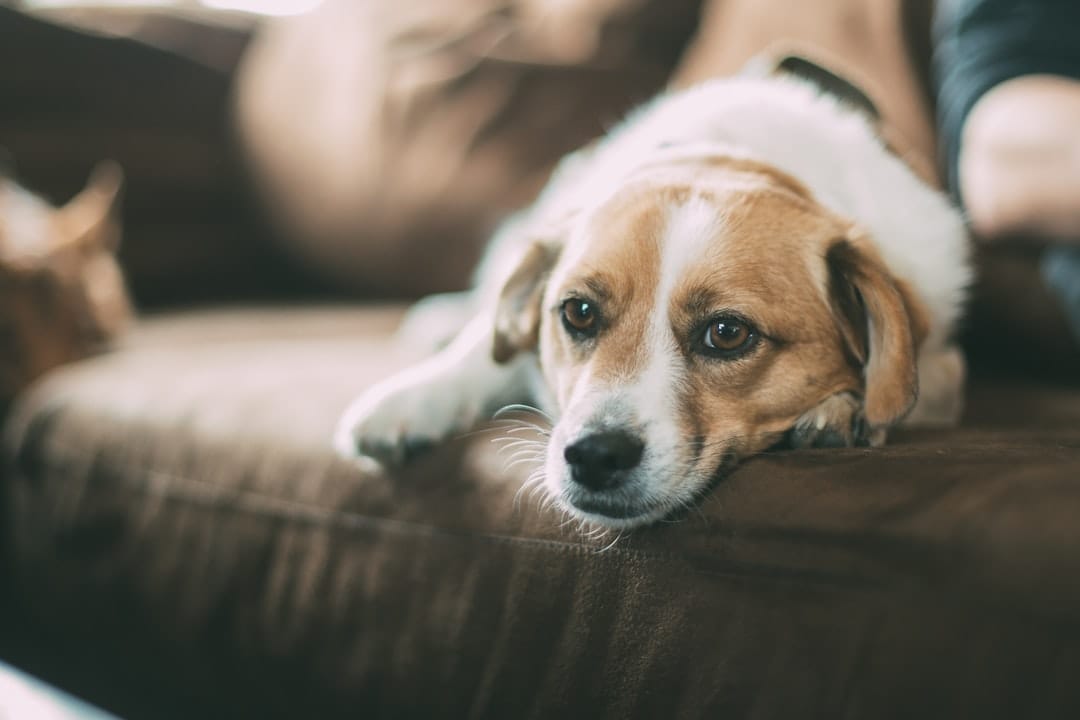 Dog Around Town, Pet Sitting