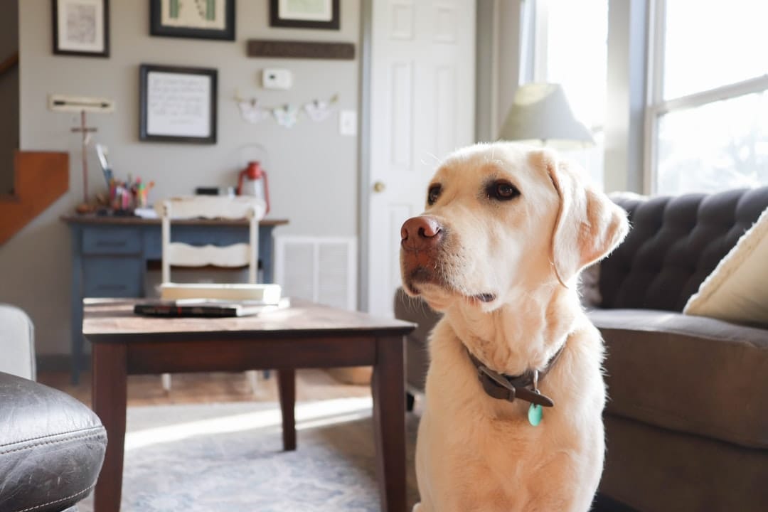 Petcloud Taren Point, Pet Sitting