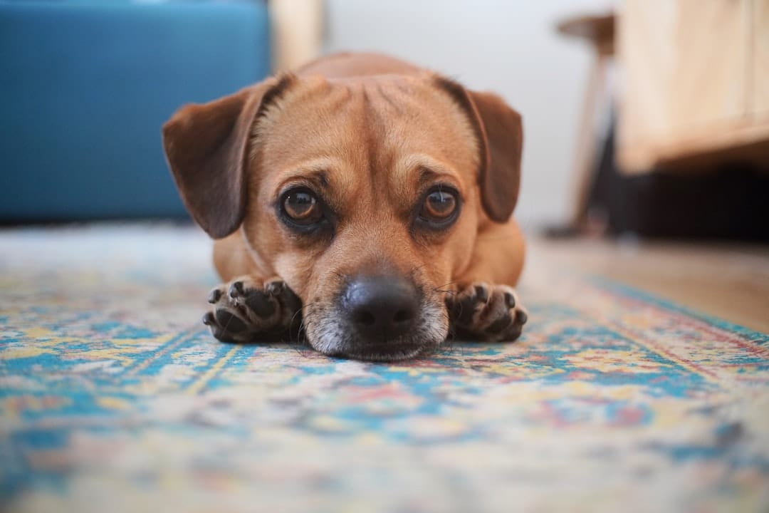 Talbot Park Canine Lodge, Pet Sitting