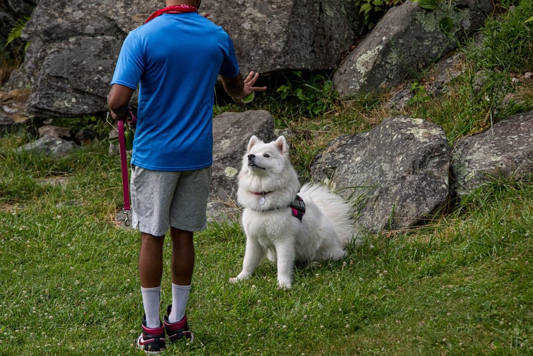 Kyeamba Kennel & Training Club, Pet Training