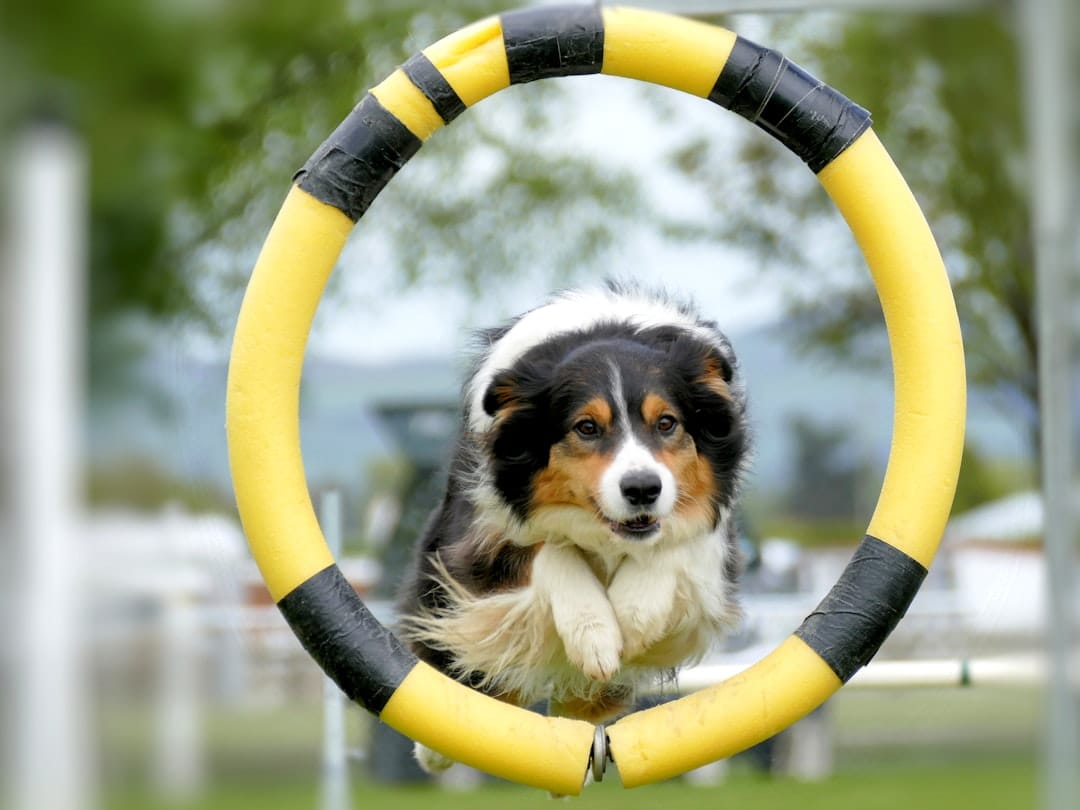 Simply Love Dogs, Pet Training