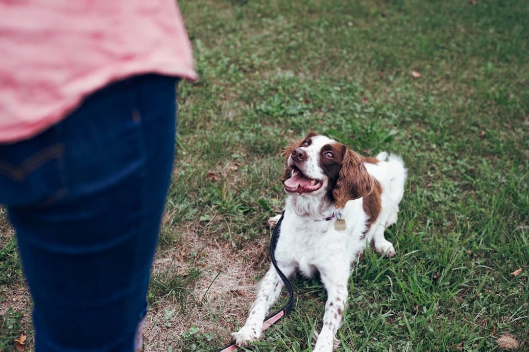 The Gentle Dog Co., Pet Training
