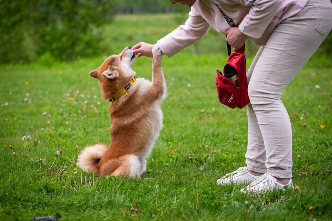 Paws In Training, Pet Training