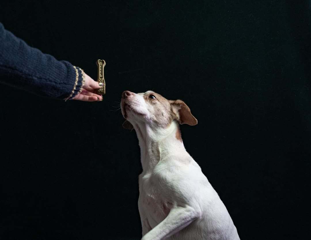 East Coast Canine, Pet Training