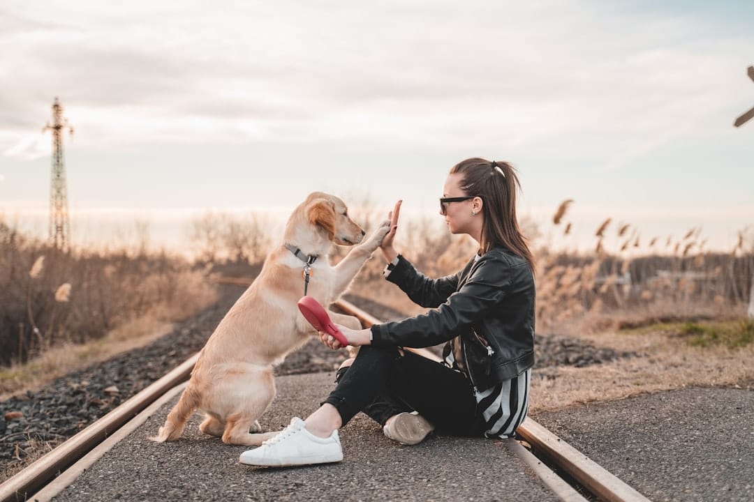 Coffs Harbour Dog Training Club, Pet Training