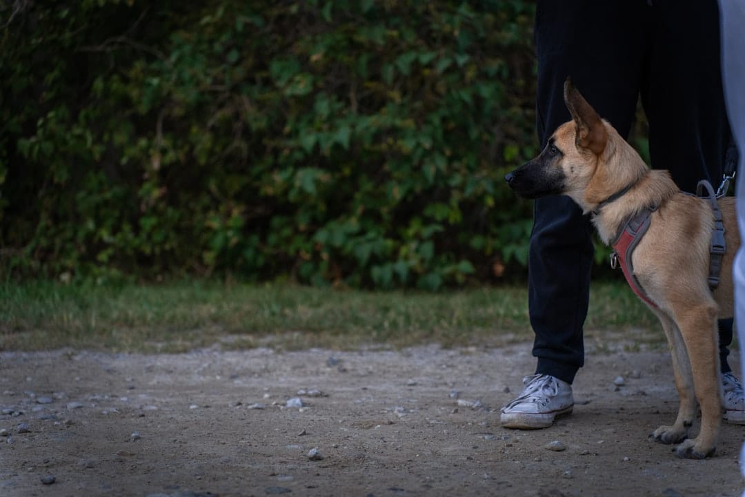 Oxley Dog Training Club, Pet Training